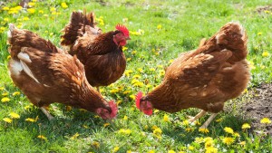 3017672-poster-1280-chickens