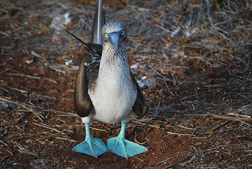 B_footed_booby_small