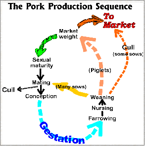 Pork Production Sequence