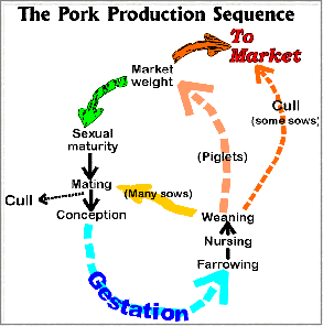 Swine Heat Cycle Chart