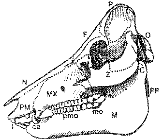 Pork Skeletal Chart