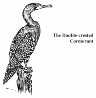 Double-Crested Cormorant