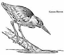 Green Heron