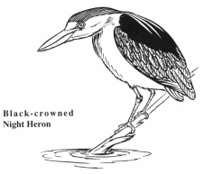 Night Heron