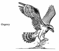 Osprey