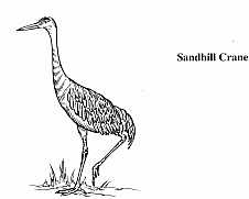 Sandhill
                Crane