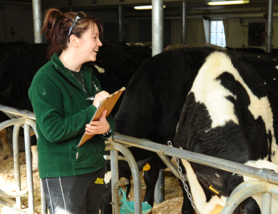 BSc student working with dairy cattle