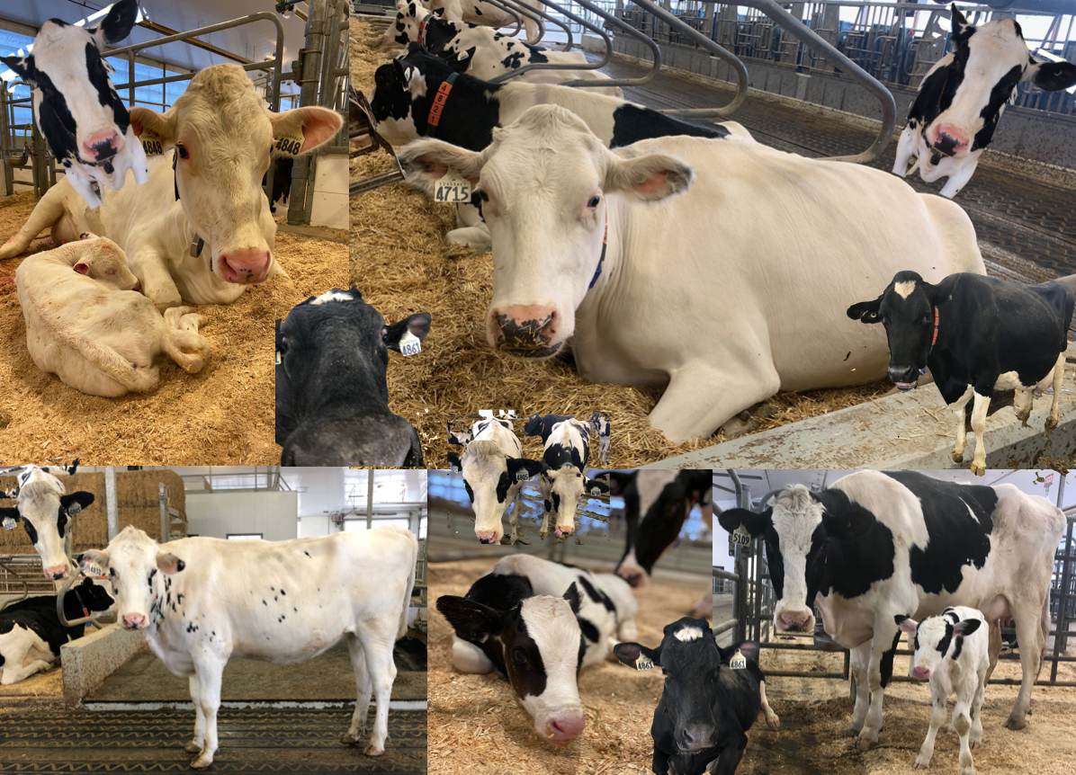 collage of dairy cows