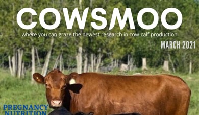 Cowsmoo magazine cover