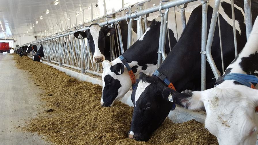 Image of Dairy Cows in a Barn