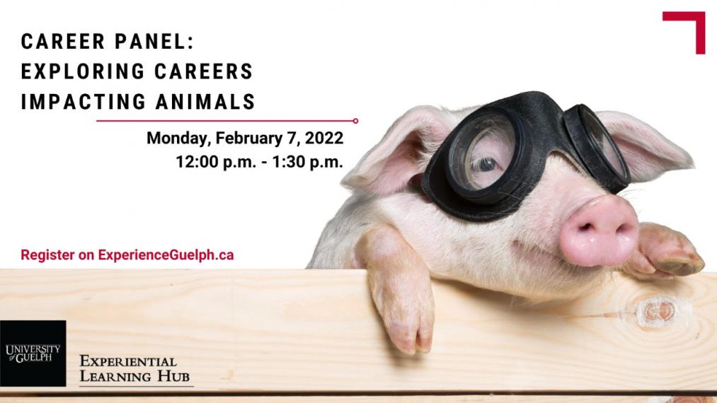 Poster with Pig for Careers impacting animals event