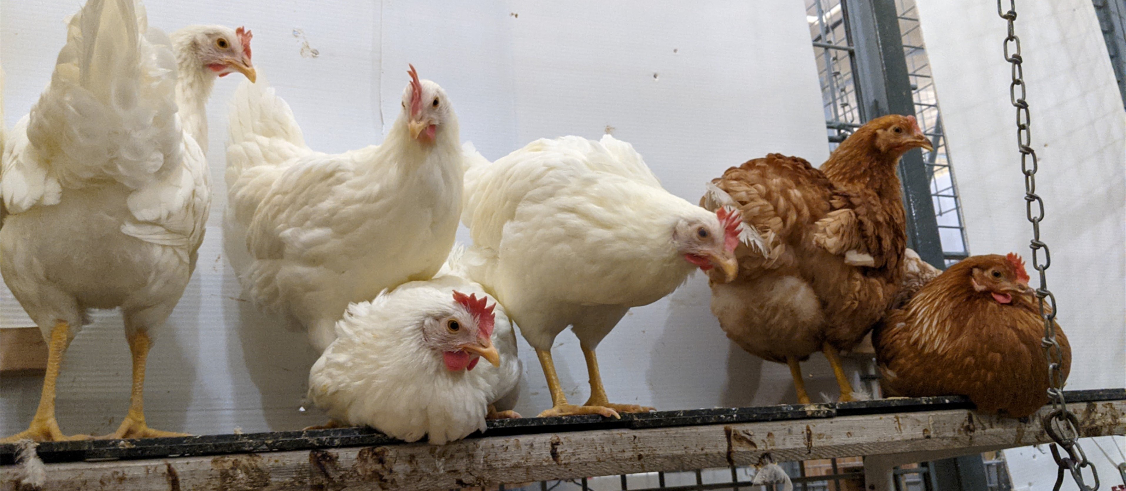 Photo of laying hens