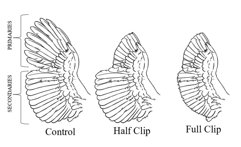 types of feather clipping