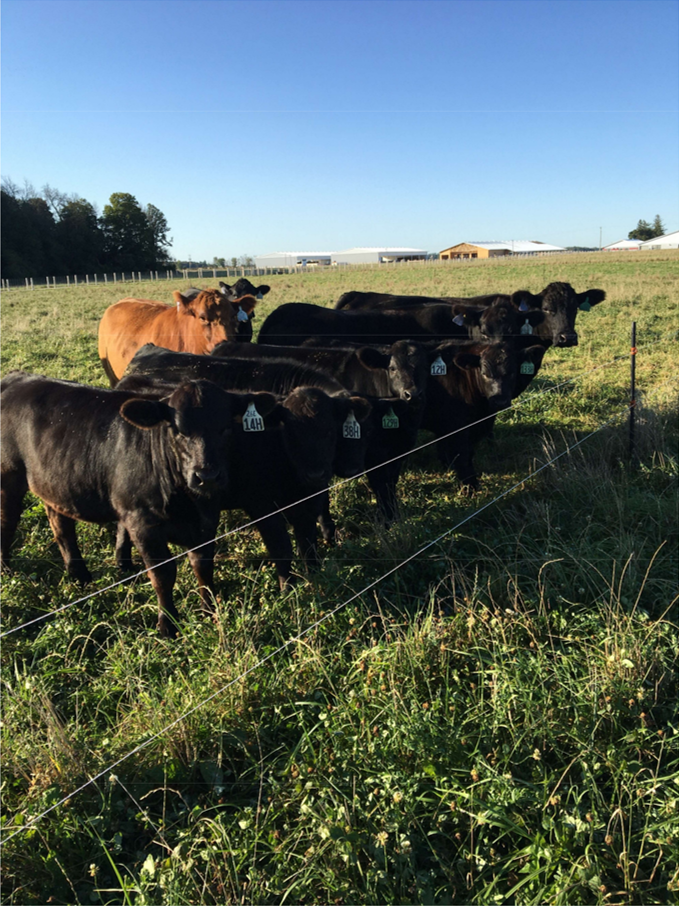 Beef cattle in Elora