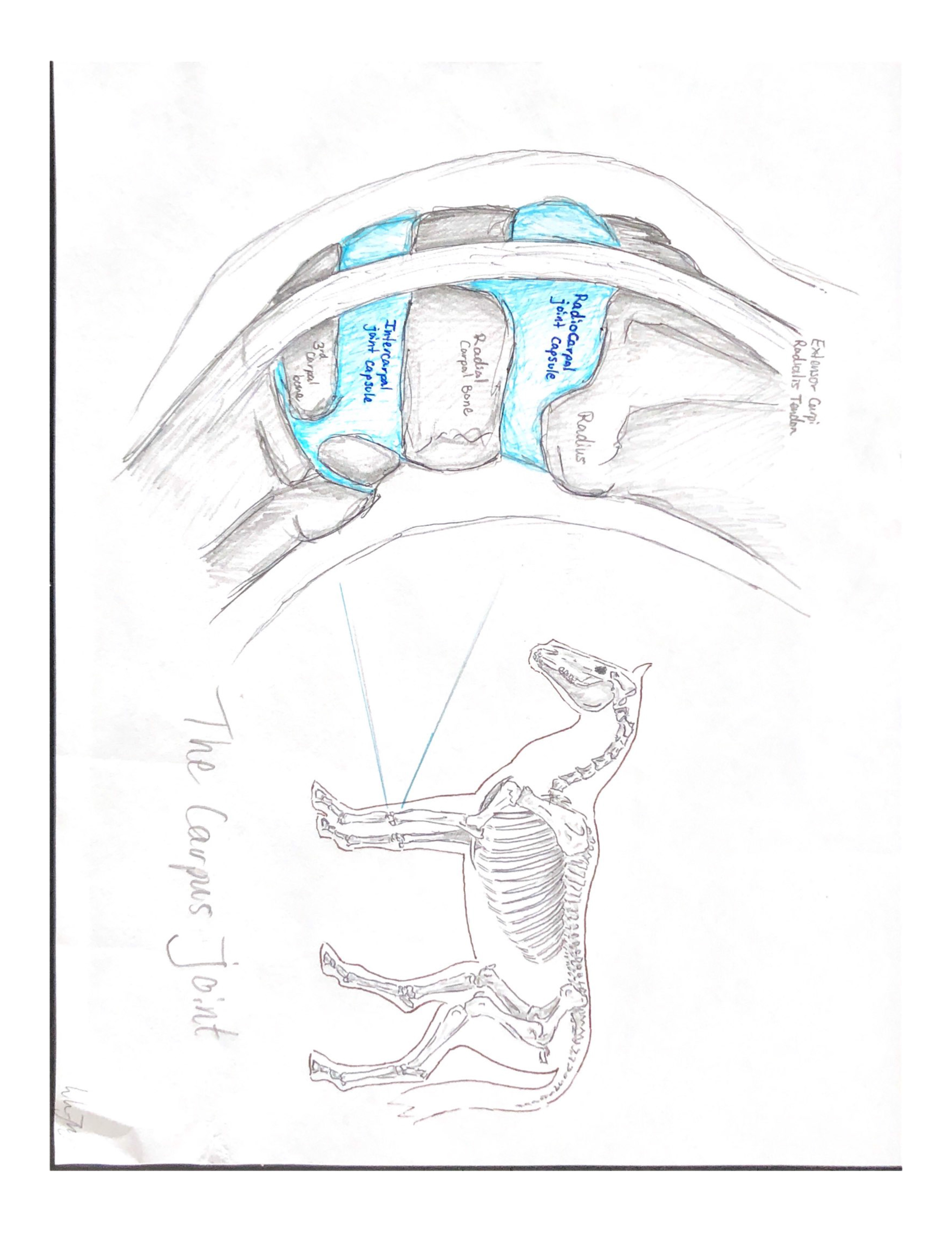 Drawing of equine carpus joint