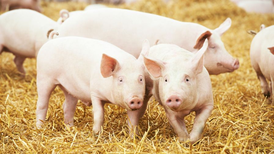 Image of Pigs in a barn