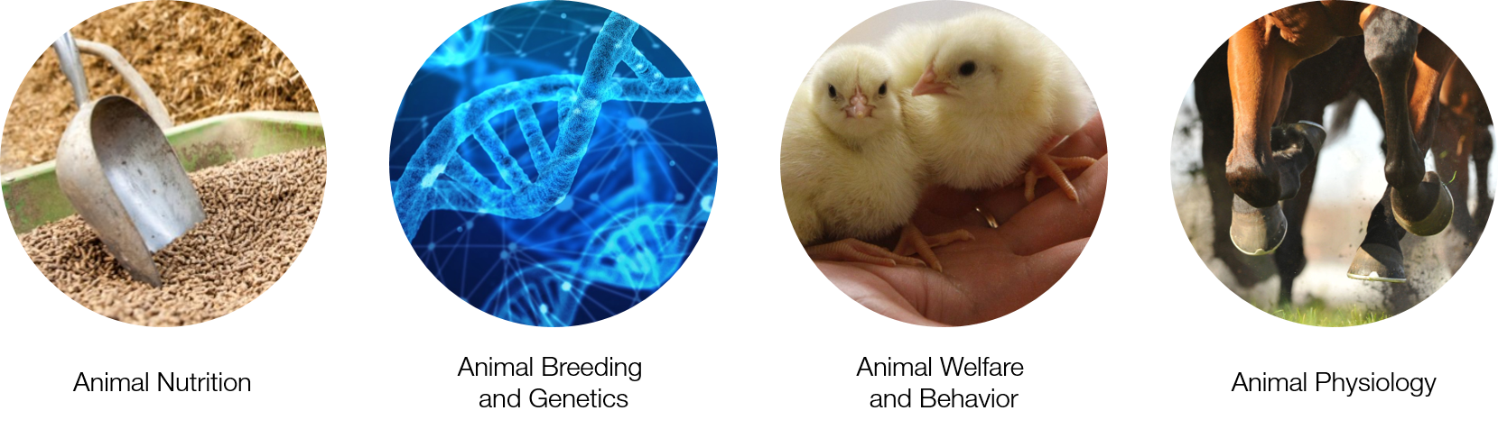Collage of ABSc research disciplines