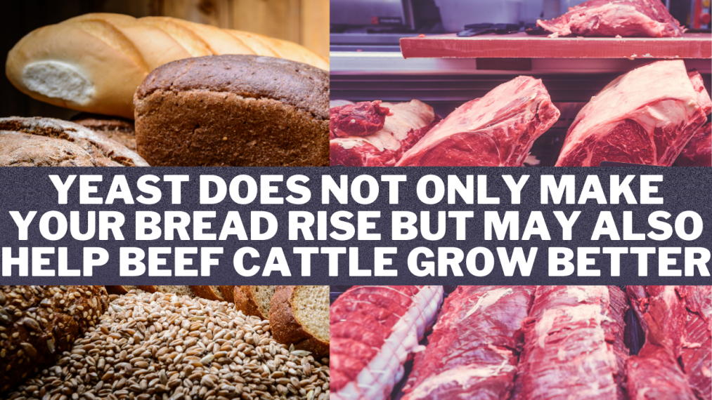 Yeast helps beef cattle grow better