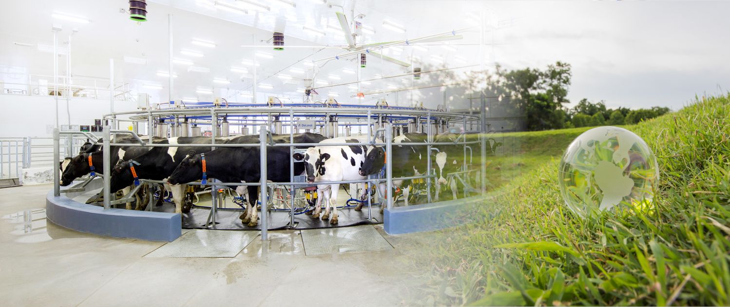 Dairy Cows and Environmental Sustainability