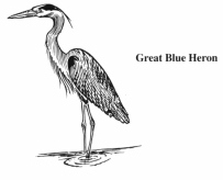Great
                Blue Heron