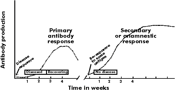 Anamnestic Response