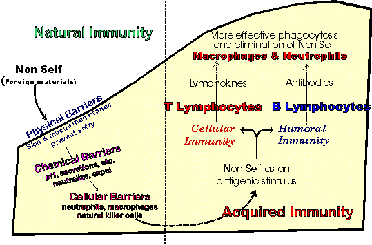 Immune Mechanisms