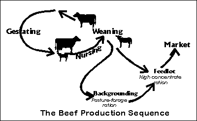 Beef Production