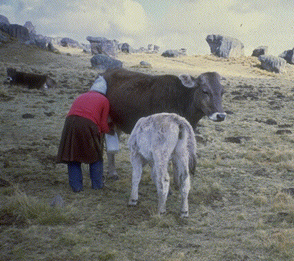 Milking cow