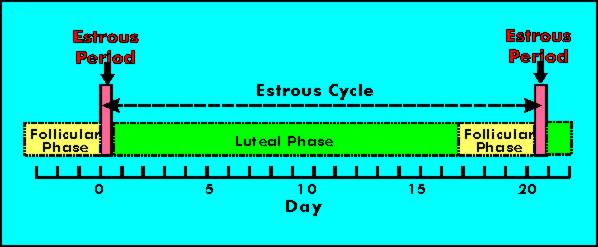 Estrus Cycle in Cows