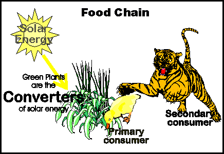 food chain