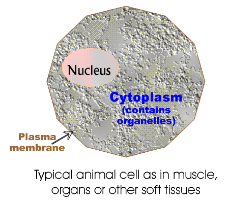 Typical Animal Cell