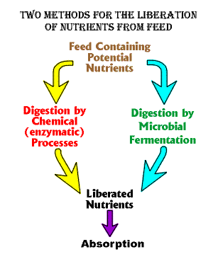 Digestion Pathways