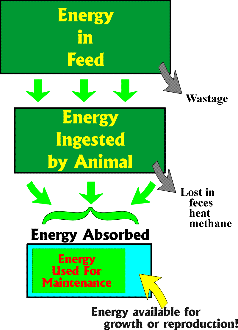 Energy Use