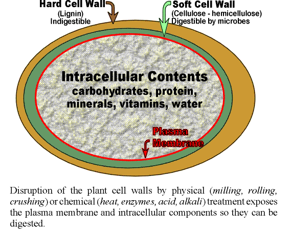 plant cell