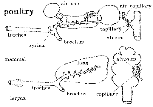 respiratory system