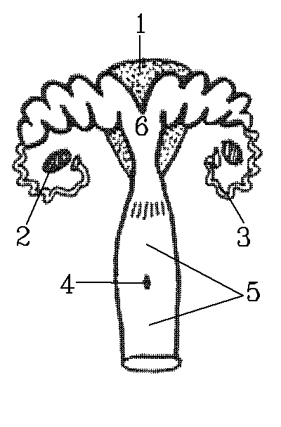 female repro system