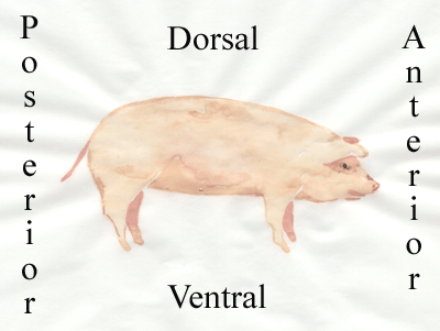 anterior & posterior