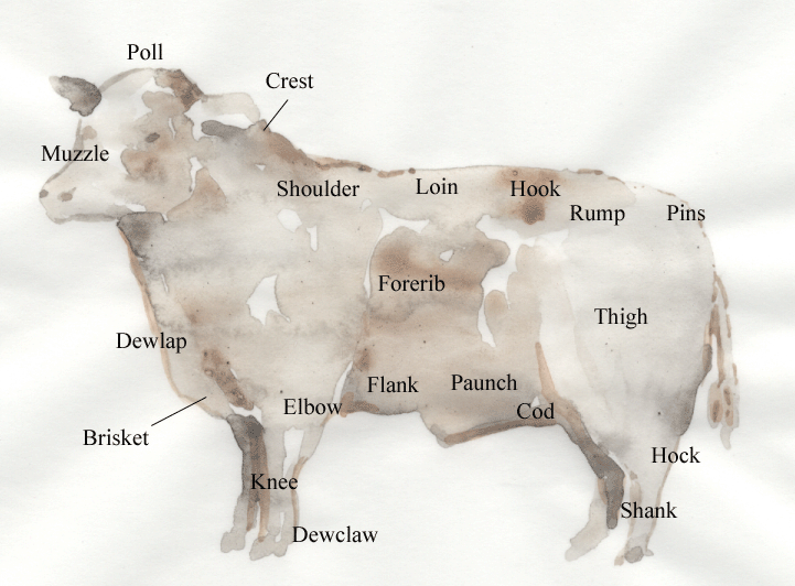 LEC1 labeled diagram of beef cattle 