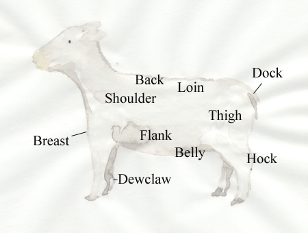 anatomical planes animal