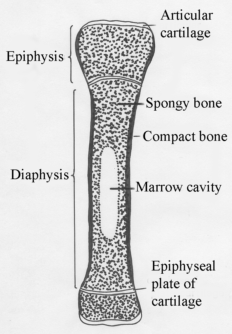 epiphyseal bone