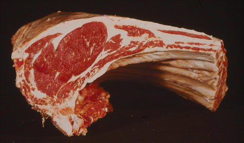 GROWTH AND STRUCTURE OF MEAT ANIMALS